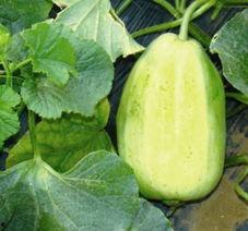 吃瓜投稿博网红吃瓜,网红吃瓜投稿，揭秘娱乐圈幕后风云  第2张